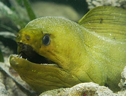 Green Moray