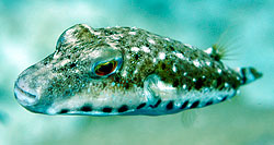 Bandtail Puffer Juvenile 