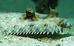 Peacock Flounder