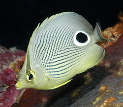 Four Eyed Butterfly Fish