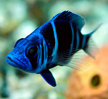 Juvenile Hogfish