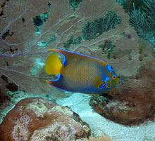 Queen Angelfish 