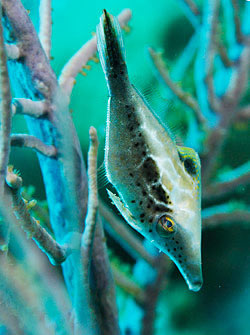 Slender Filefish