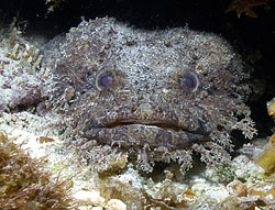 Toadfish