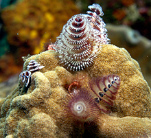 Spotted Moray